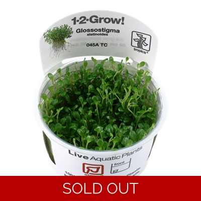 Glossostigma elatinoides 1-2-Grow